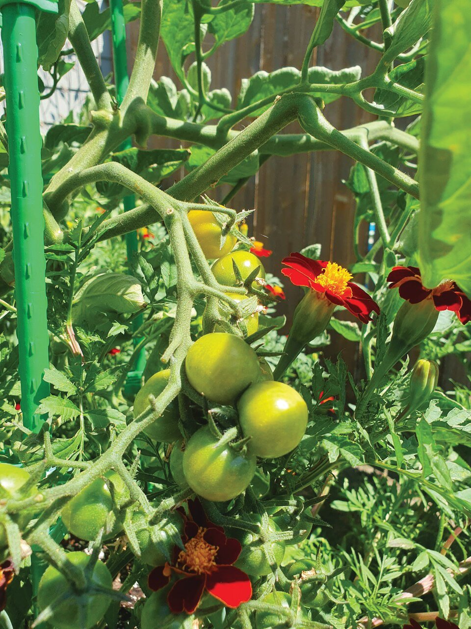 Nearly-ripe Sungold tomatoes grow alongside Red Metamorph marigolds, which offer nectar to pollinators and may deter insect pests. Nearly any vegetable can be grown in a container.